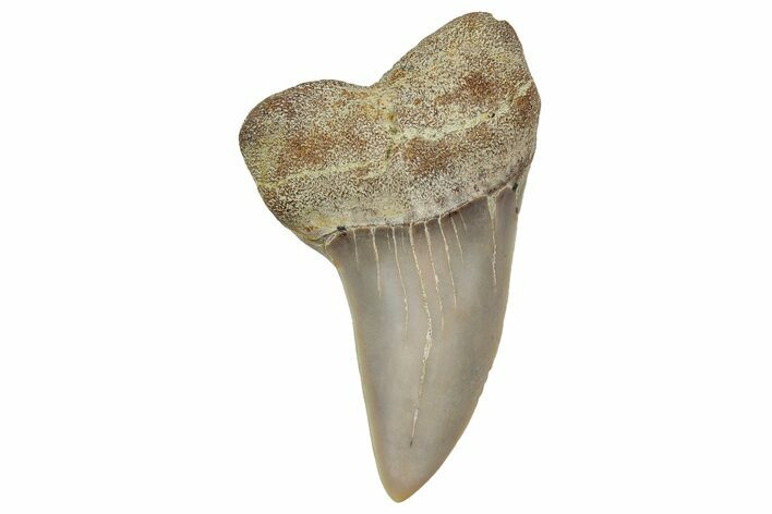Fossil Shark Tooth (Carcharodon planus) - Bakersfield, CA #351463